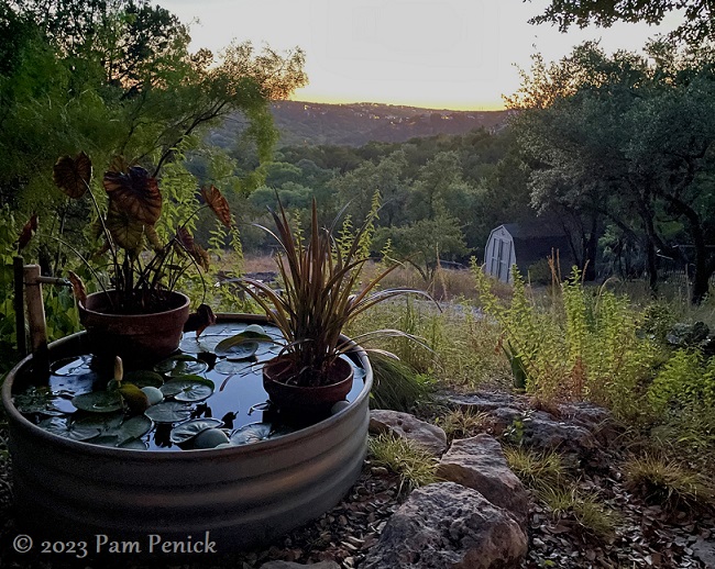 Twilight in Cat's garden