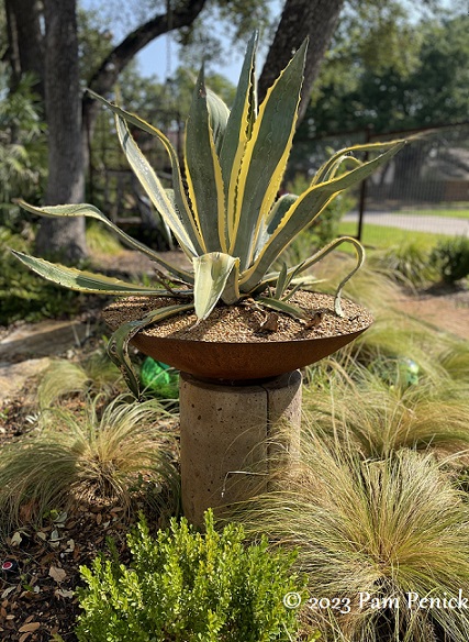 Agaves by sun and blue moon