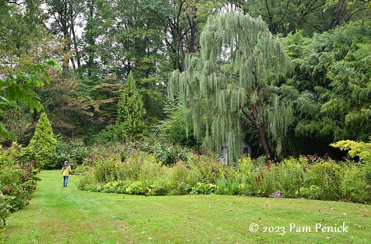 Garden Answer - There were quite a few comments about the weeping willow in  the background of our boxwood hedge planting video. Here's a closer look at  it in all its fall