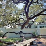Linda's live oak courtyard garden in San Antonio