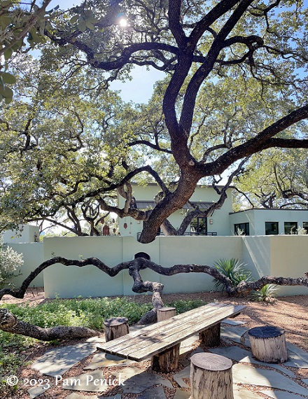 Linda's live oak courtyard garden in San Antonio