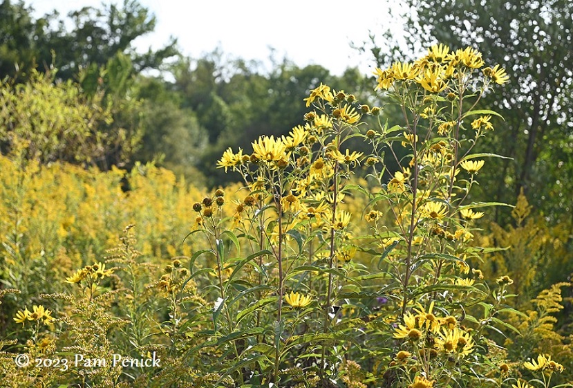 Into the sunflowers in Longwood's meadow