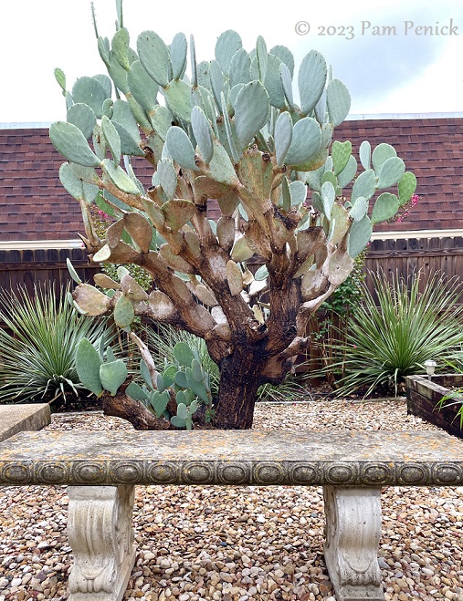 Pruned-up prickly pear is living sculpture