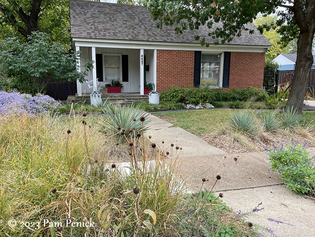 Jay's front-yard garden of native plants in Dallas