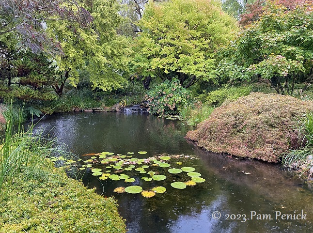 Paxson Hill garden still gorgeous in the rain