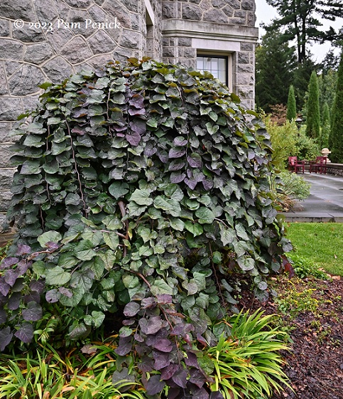 Garden Answer - There were quite a few comments about the weeping willow in  the background of our boxwood hedge planting video. Here's a closer look at  it in all its fall