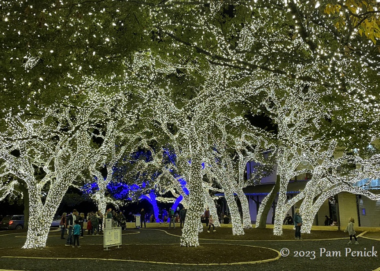 Twinkly trees aglow in Johnson City