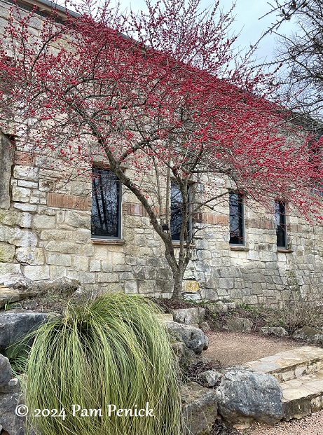 Winter beauty at the Wildflower Center