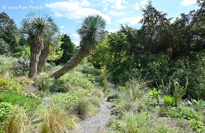 13 Gravel Garden Yucca rostratas 2