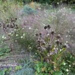 Rocking a dry garden at Chanticleer's Gravel Garden