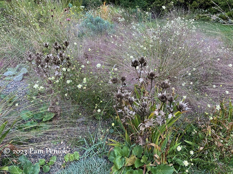 29 Eryngium Flowering grasses