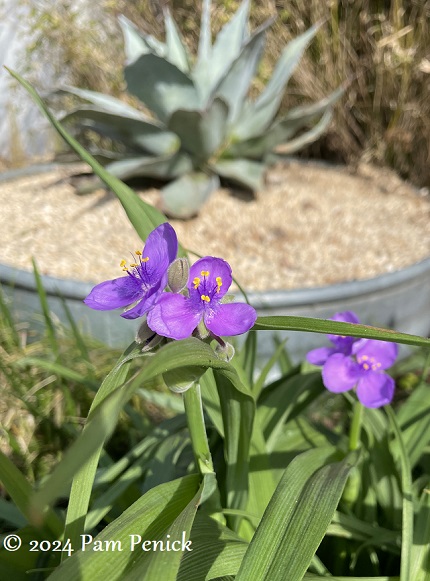 Earliest spring flowers are popping