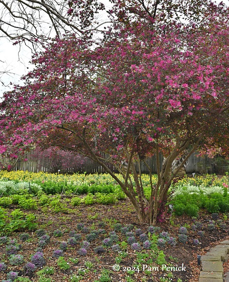 Early March visit to Mercer Botanic Gardens in Humble