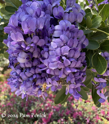 Texas flowering trees for bees