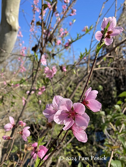 Early spring walk at Lady Bird Lake