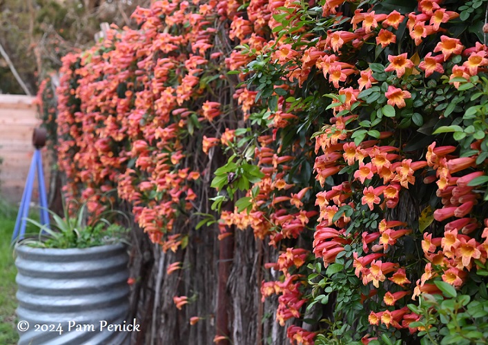 Crossvine, plum, and spiderwort at peak bloom