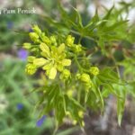 Shantung maple's charming flowers