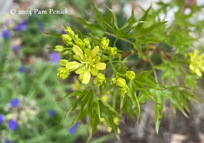 Shantung maple's charming flowers