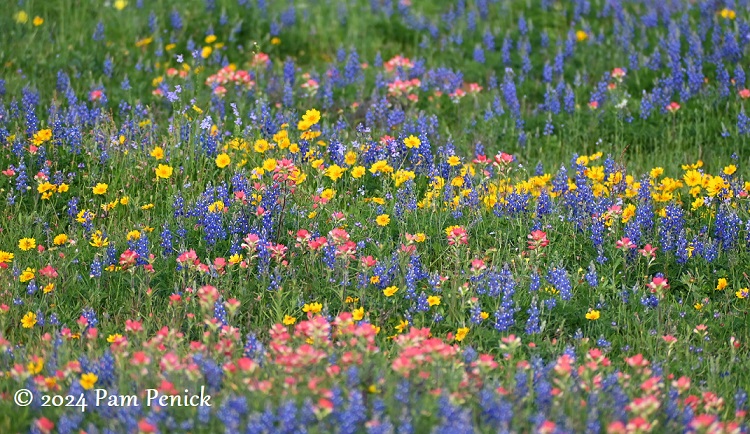 An extravaganza of bluebonnets and other Texas wildflowers