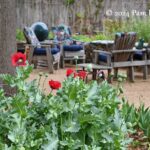 Transplanted from PNW, Nancy begins new garden in Austin