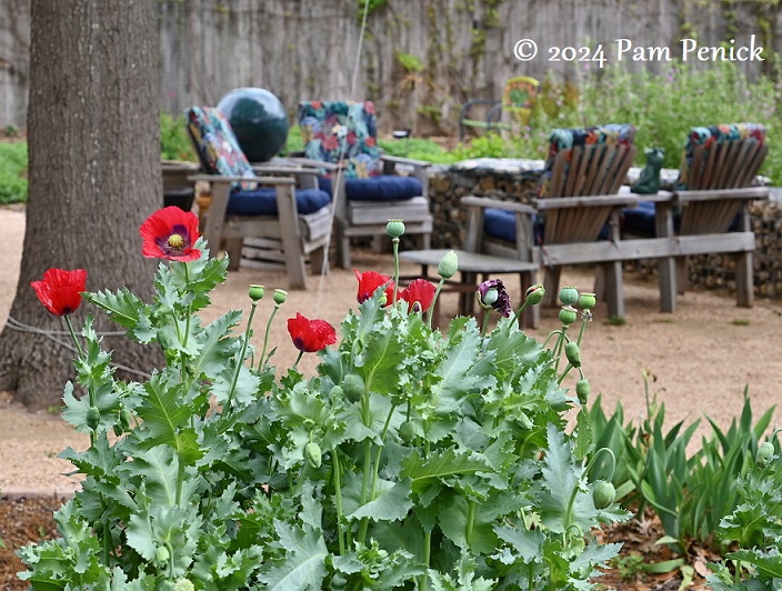 Transplanted from PNW, Nancy begins new garden in Austin