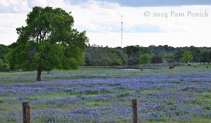 Wildflowers and miniature donkeys near Independence