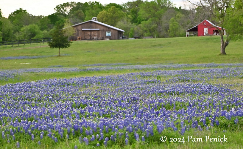 More Texas wildflower joy near Independence