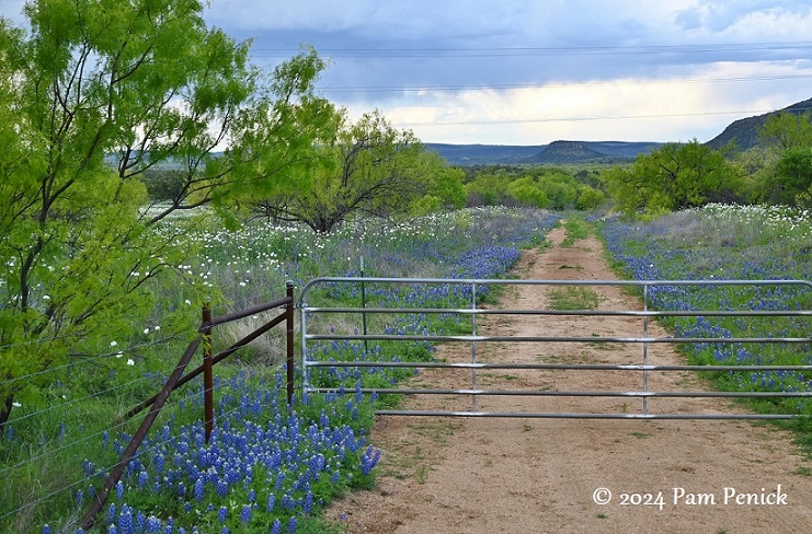 Willow City Loop wows with Texas wildflowers