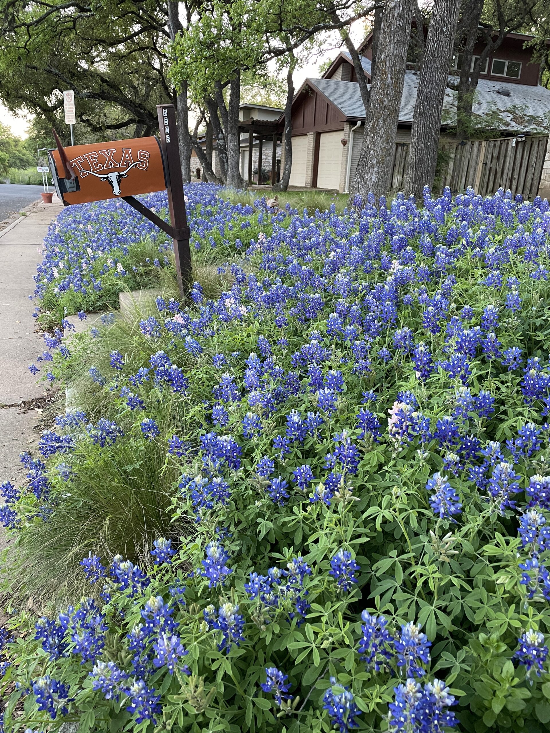 Bluebonnets in the neighborhood