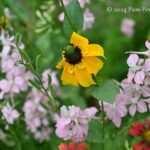 Backyard prairie garden in East Austin