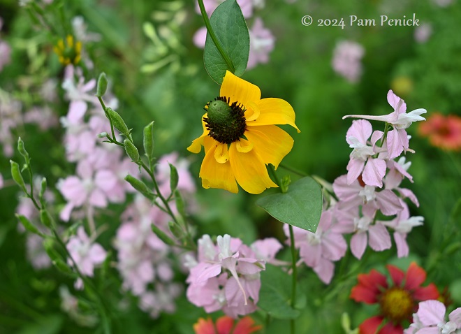 Backyard prairie garden in East Austin