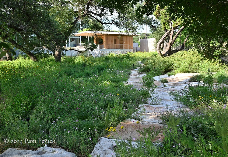 "It's what was here": A prairie garden grows near downtown Austin
