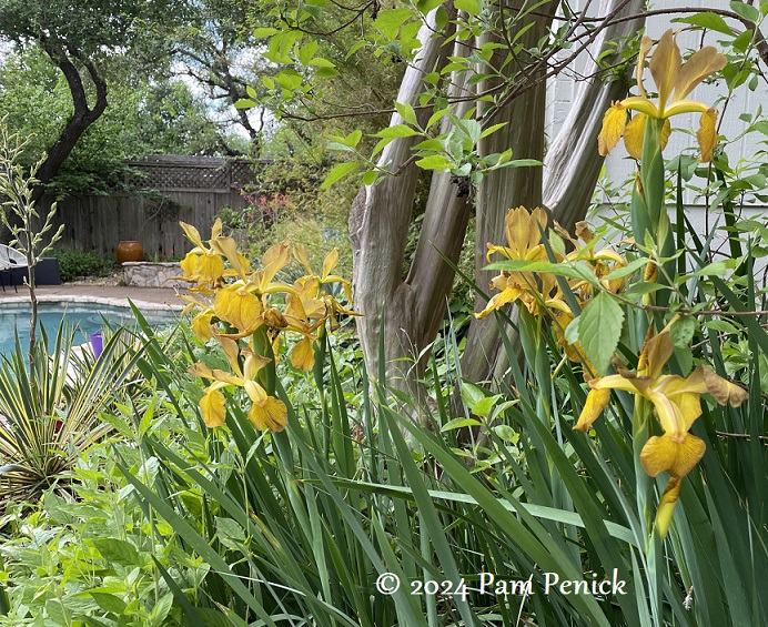 Flowers of middle spring in my Austin garden