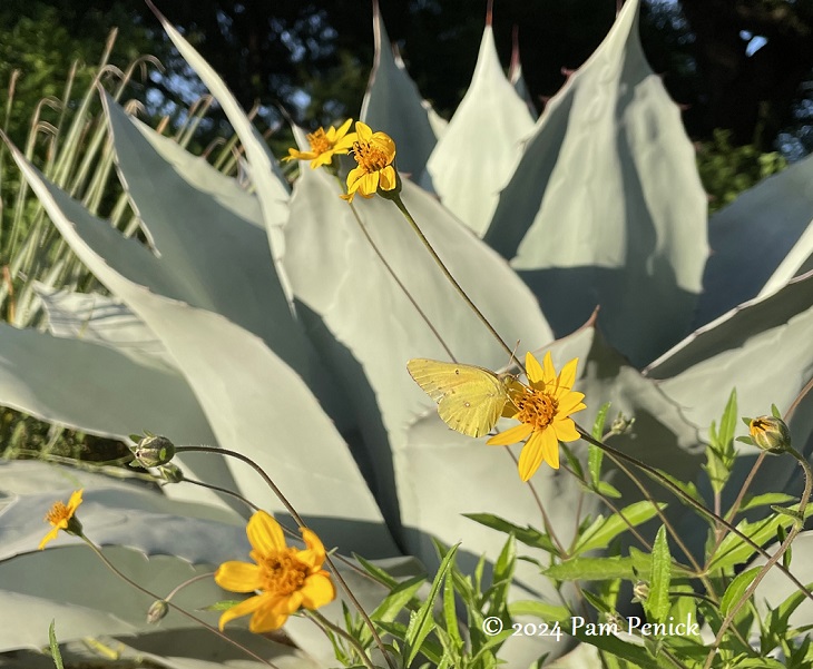 A curbside garden for pollinators and all-year interest