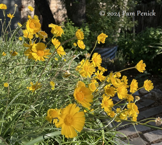 Spring in full swing in my garden