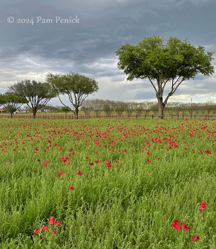 Poppies are popping at Wildseed Farms