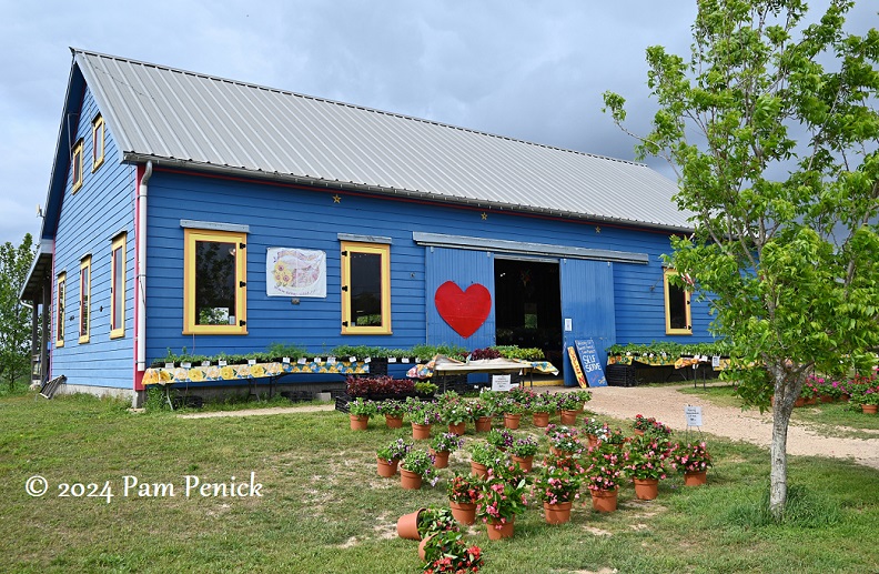 Homegrown flowers at Arnosky Family Farm