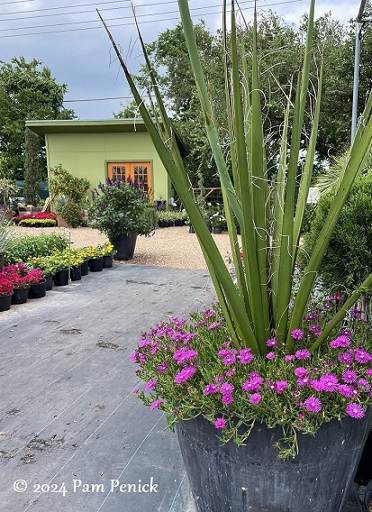 Eye-candy containers at Vivero nursery