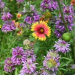 Wildflowers, edibles, and hibiscus-munching tortoise at Teresa Garcia's garden