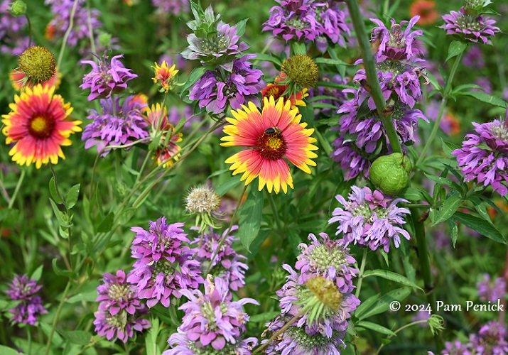 Wildflowers, edibles, and hibiscus-munching tortoise at Teresa Garcia's garden