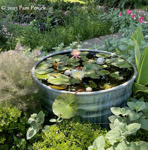 Tank ponds and spring blooms in Lori's garden