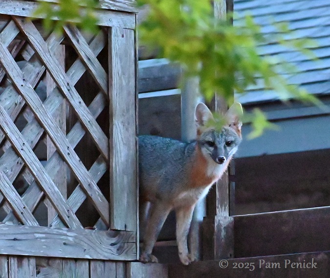 More fox and owl action in the garden