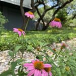 Diana's hilly new garden