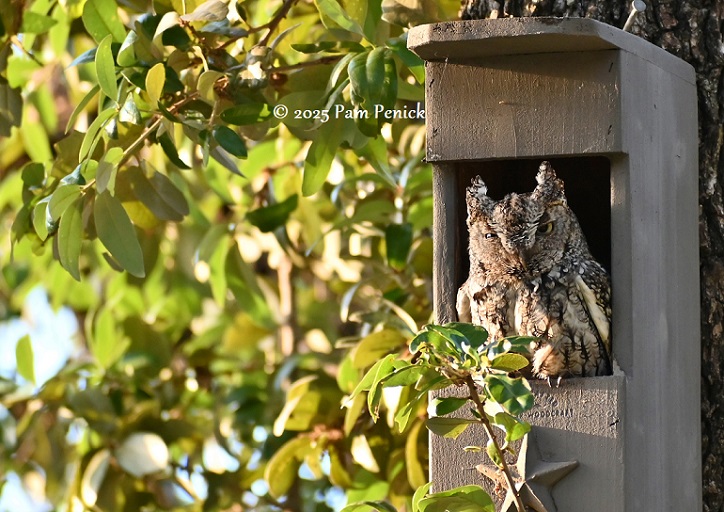 Owls, lizards, finches, and fox at home in my garden