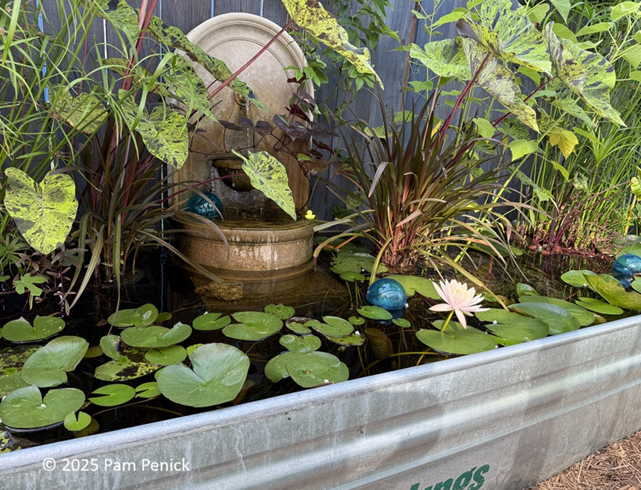 Diving back into Lori’s stock-tank pond garden Diving back into Lori’s stock-tank pond garden